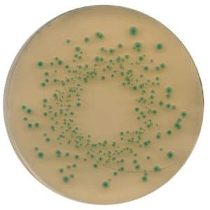 Chromocult Tbx Agar Tryptone Bile X Glucuronide Alpax